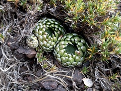 Orostachys spinosa