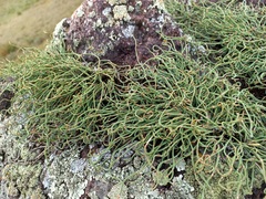 Ephedra pseudodistachya