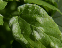 Podosphaera macularis