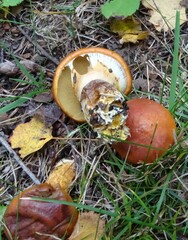 Suillus clintonianus