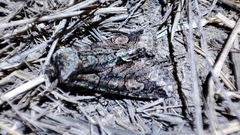 Allophyes oxyacanthae