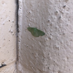 Synchlora
