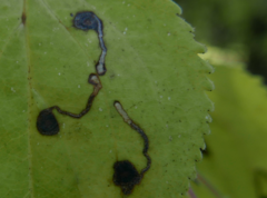 Bucculatrix frangutella