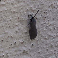 Phaegopterina