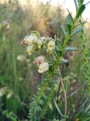 Hermannia hyssopifolia