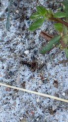 Tetramorium immigrans