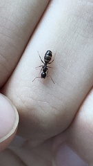 Myrmentoma