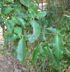 Searsia chirindensis