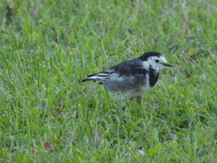 Motacilla alba yarrellii