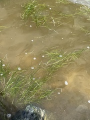 Halodule wrightii