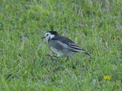 Motacilla alba yarrellii
