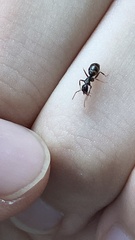 Myrmentoma
