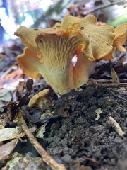 Cantharellus