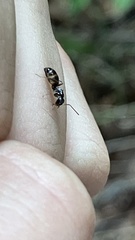 Myrmentoma