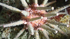 Eucidaris tribuloides