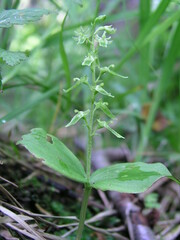 Neottia auriculata