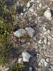 Pentameris curvifolia