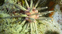 Eucidaris tribuloides
