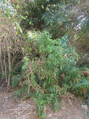 Searsia chirindensis