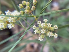 Asclepiadoideae