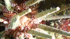 Eucidaris tribuloides