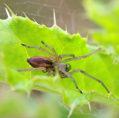 Cheiracanthium erraticum