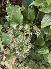 Clematis vitalba