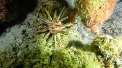 Eucidaris tribuloides