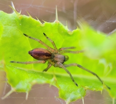 Cheiracanthium erraticum