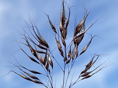 Pentameris curvifolia