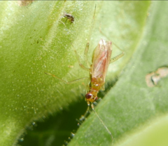 Dicyphus hyalinipennis