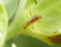 Dicyphus hyalinipennis