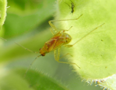 Dicyphus hyalinipennis