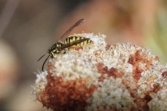 Vespula sulphurea