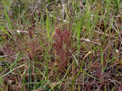 Castilleja attenuata