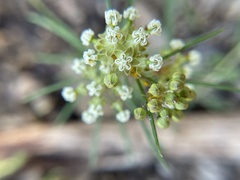 Asclepiadoideae