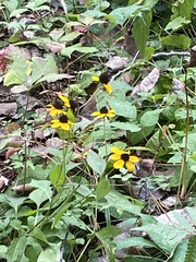 Rudbeckia
