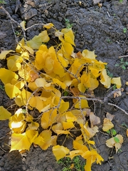 Populus deltoides