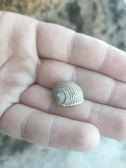 Nerita plicata