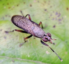 Coremacera marginata