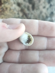 Nerita plicata