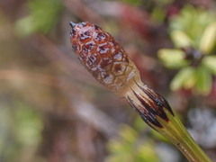 Equisetum variegatum