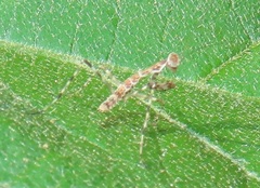 Polyspilota