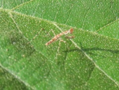 Polyspilota
