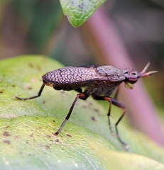 Coremacera marginata