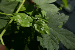 Podosphaera macularis