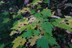 Acer ukurunduense