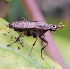 Coremacera marginata