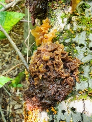 Phaeotremella foliacea