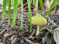 Leucocoprinus birnbaumii image